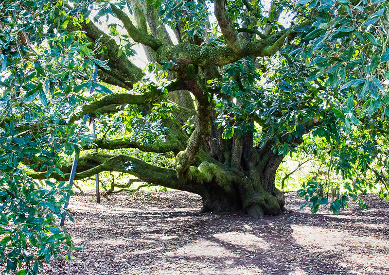 Tree Kew Gardens Madrasa Discourses